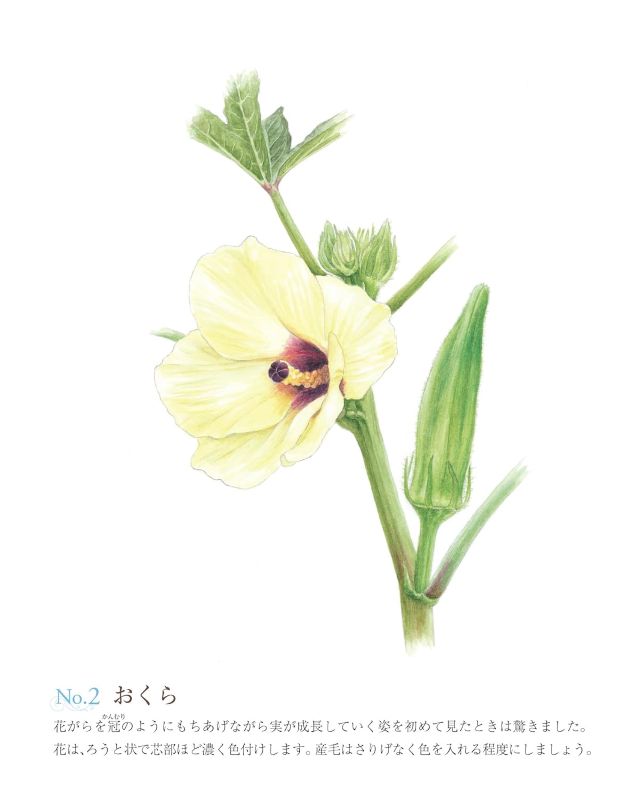 PREORDER Easy Adult Coloring Book: Flowers and Vegetables