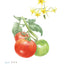 PREORDER Easy Adult Coloring Book: Flowers and Vegetables