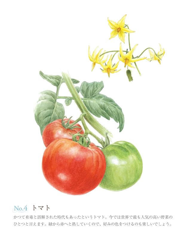 PREORDER Easy Adult Coloring Book: Flowers and Vegetables