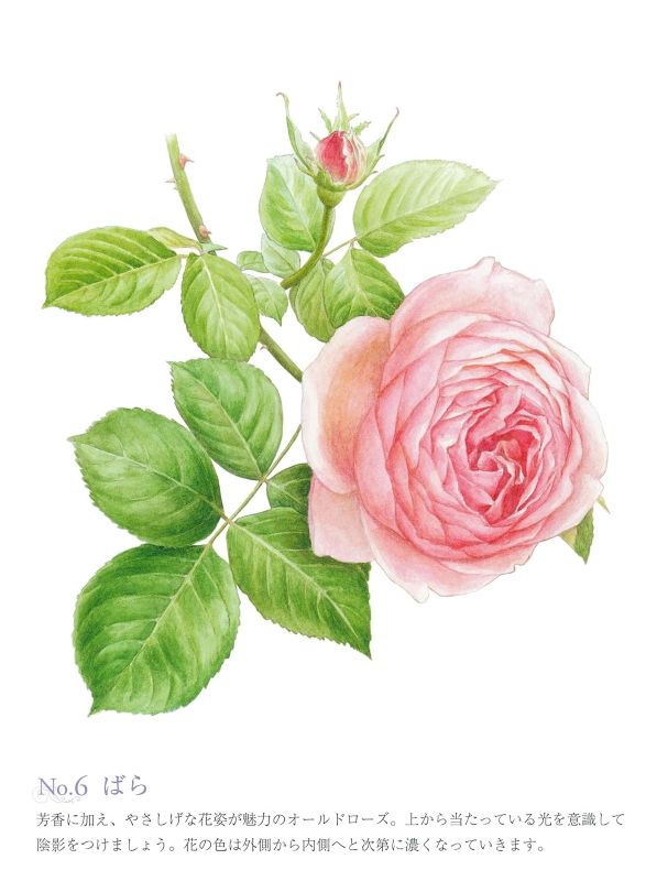 PREORDER Easy Adult Coloring Book: Flowers in the Garden