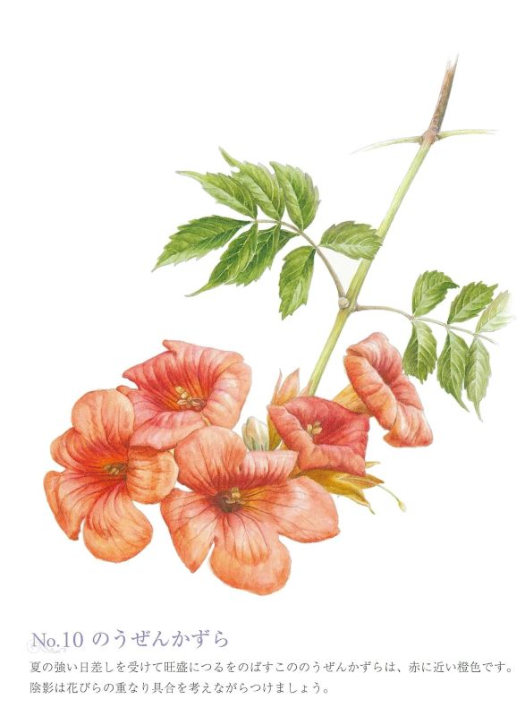 PREORDER Easy Adult Coloring Book: Flowers in the Garden