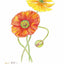 PREORDER Easy Adult Coloring Book: Flowers in Full Bloom