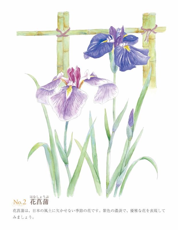 PREORDER Easy Adult Coloring Book: Flowers in Full Bloom