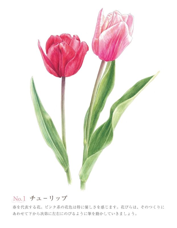 PREORDER Easy Adult Coloring Book: Beautiful Blossoms