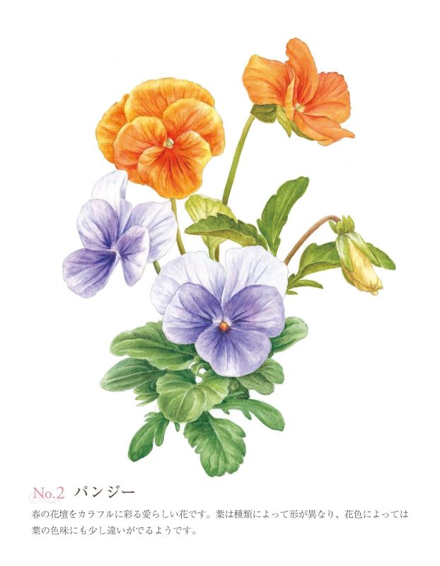 PREORDER Easy Adult Coloring Book: Beautiful Blossoms