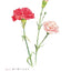 PREORDER Easy Adult Coloring Book: Beautiful Blossoms
