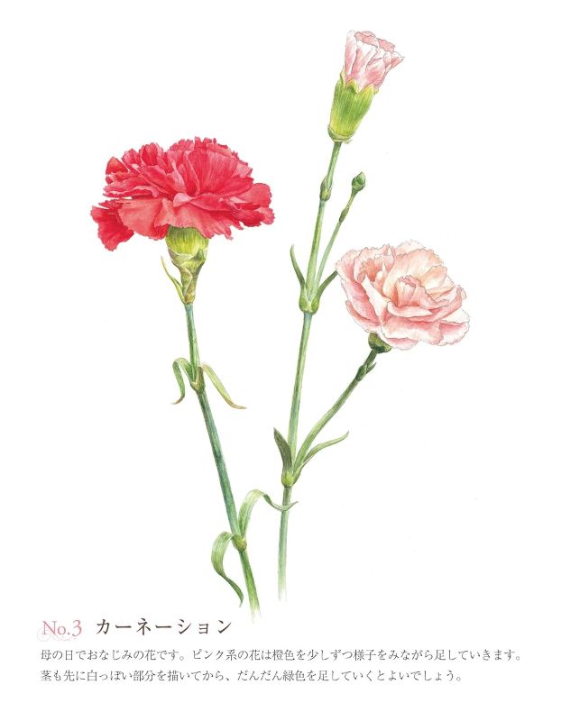 PREORDER Easy Adult Coloring Book: Beautiful Blossoms
