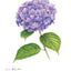 PREORDER Easy Adult Coloring Book: Beautiful Blossoms
