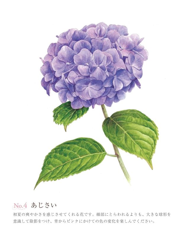 PREORDER Easy Adult Coloring Book: Beautiful Blossoms