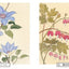 PREORDER Botanical Sketches of Japanese Flowers: Favorites of Edo Commoners