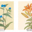 PREORDER Botanical Sketches of Japanese Flowers: Favorites of Edo Commoners