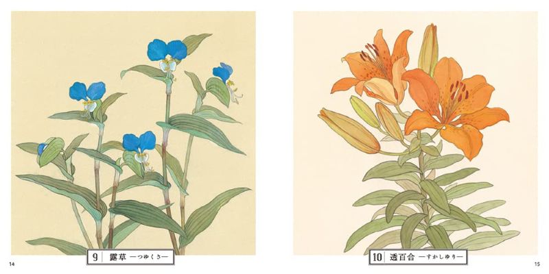 PREORDER Botanical Sketches of Japanese Flowers: Favorites of Edo Commoners