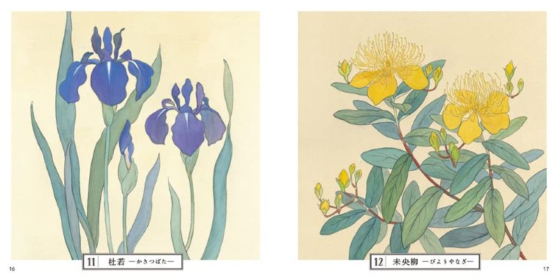 PREORDER Botanical Sketches of Japanese Flowers: Favorites of Edo Commoners