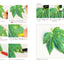PREORDER Draw Beautiful Lifelike Colored Pencil Art with Simple Techniques