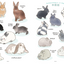 PREORDER The Way of the Rabbit: Why Rabbits Are So Adorable