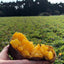 NORTH FARM STOCK Hokkaido Anno-imo Sweet Potato & Milk Spread